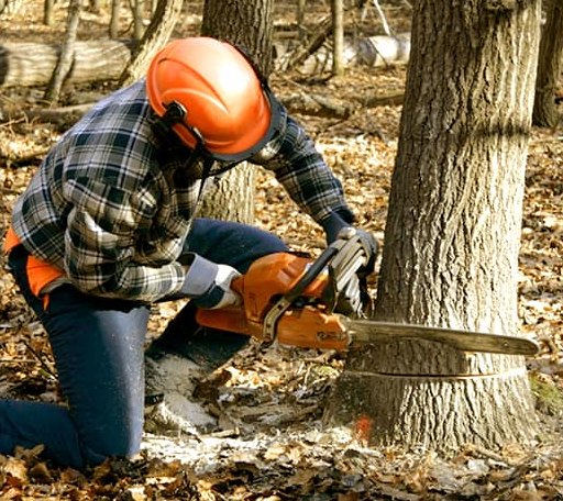 Tree Removal in Rockbridge, IL